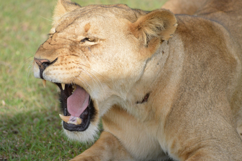 Losokwan Luxury Tented Camp: Löwin mit geöffnetem Mund