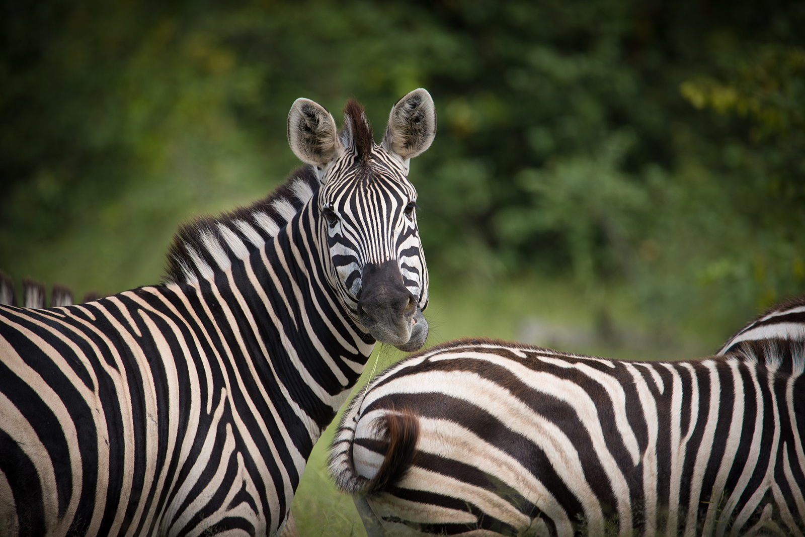 Mankwe Tented Retreat Mankwe Tented Retreat: Zebras