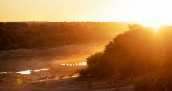 Meno A Kwena Camp Meno A Kwena Camp: Zebraherde
