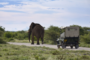 Mushara Game Drive: Alter Elefantenbulle
