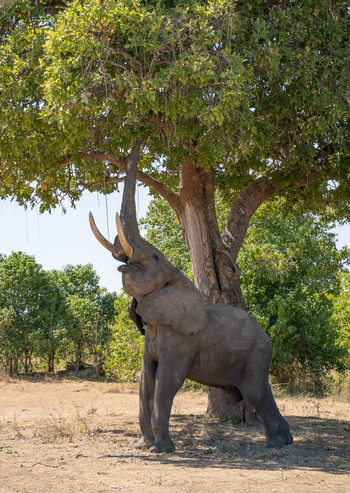 Nyamatusi Camp Nyamatusi Camp: Elefantenrüssel im Baum