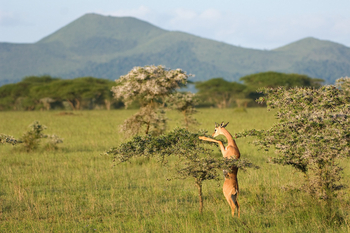 Ol Donyo Lodge: Gerenuk Stand-up Feeding