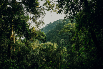 One and Only Nyungwe House: Blick in den Jungel