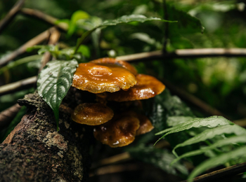 One and Only Nyungwe House: Pilze im Jungel