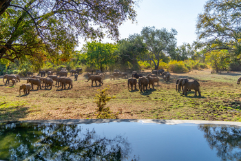 Painted Dogs Lagoon Camp: Elefantenherde