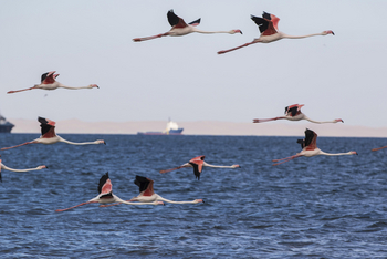 Pelican Point Lodge: Flamingos über der Bucht
