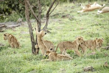Porini Lion Camp: Junge Löwen