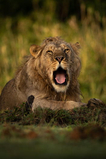 Sinigita Grumeti Game Reserve: Gähnender Löwe