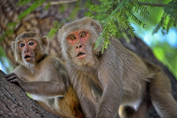 Vanghat: Rhesusmakaken