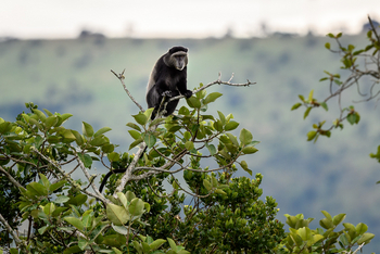 Wilderness Magashi Peninsula: Kolobusaffe