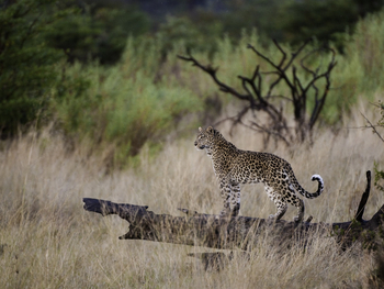 Abu Camp Abu Camp: Spähender Leopard
