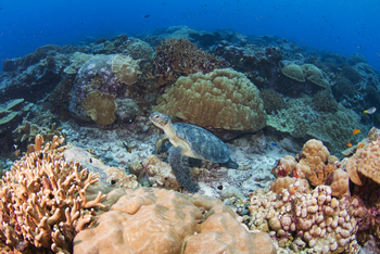 Astove Coral House: Meeresschildkröte