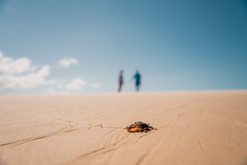 Azura Benguerra Island: Krabbe