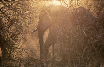 Campi ya Kanzi: Elefant bei Olpasare Springs