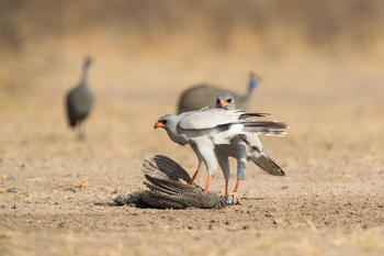Dinaka Lodge: Pale Chanting Goshawk