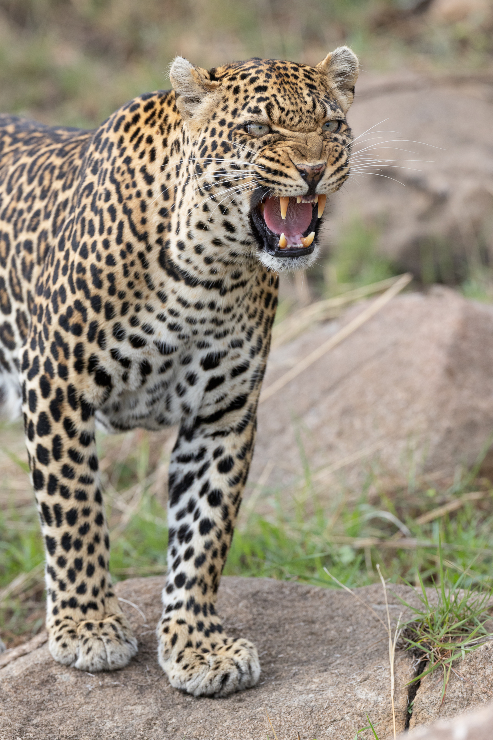 Esirai Camp Esirai Camp: Gefletschte Zähne