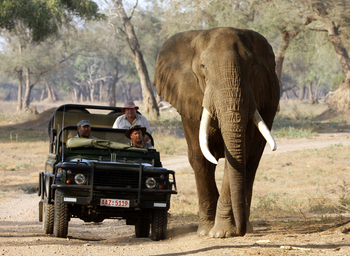 Goliath Tented Camp Goliath Tented Camp: Stretch beim Game Drive mit Elefantenbulle