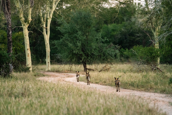 Gorongosa Safaris: Drei Wildhunde auf der Straße