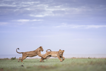 Governors' Mugie: Spielende Löwen