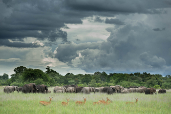 Ila Safari Lodge Ila Safari Lodge: Elefanten und Impalas