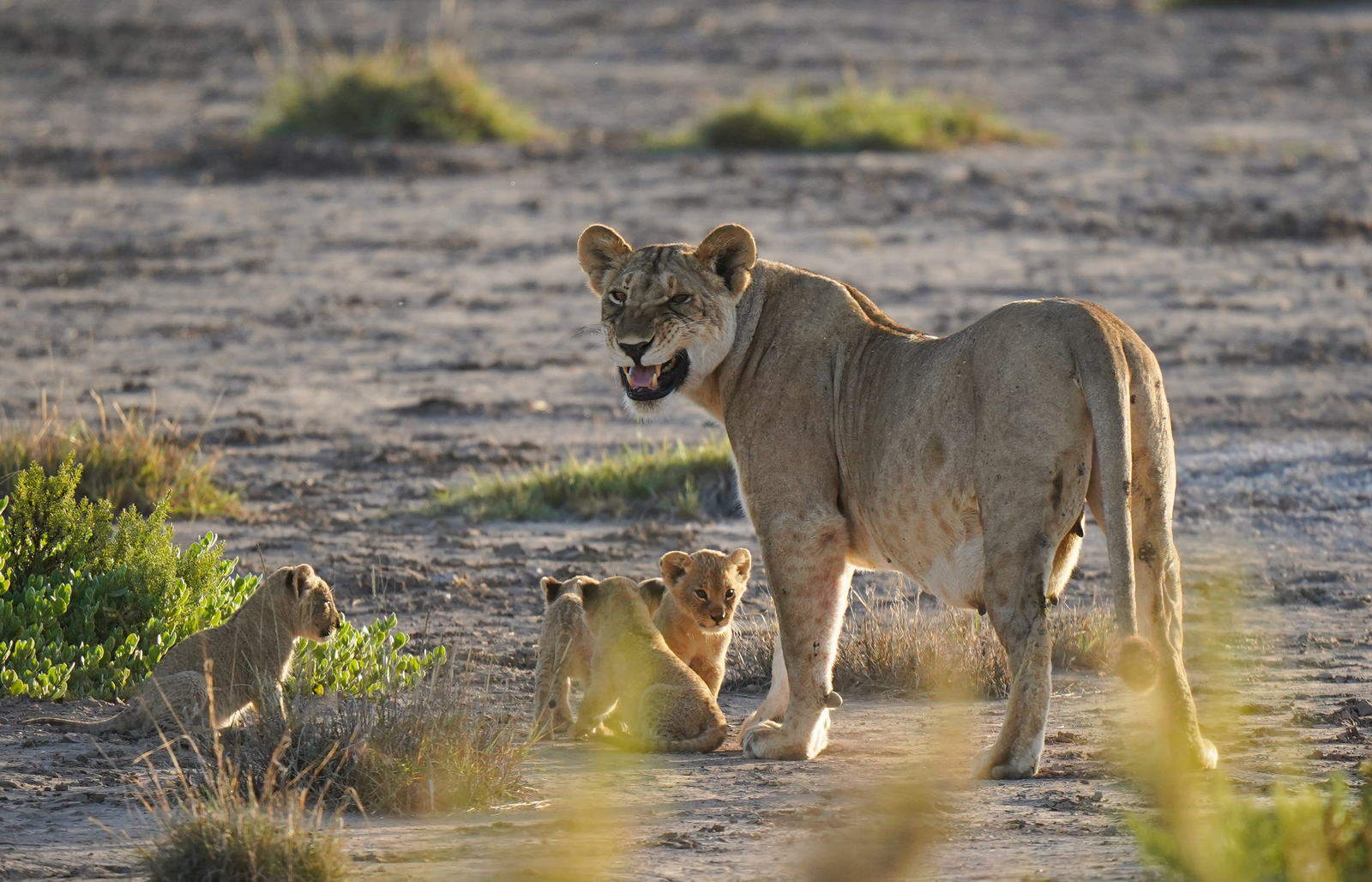 Elewana Tortilis Camp Elewana Tortilis Camp