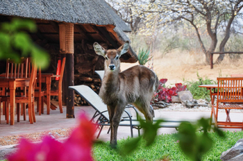Kalahari Bushbreaks: Wasserbock vor dem Restaurant