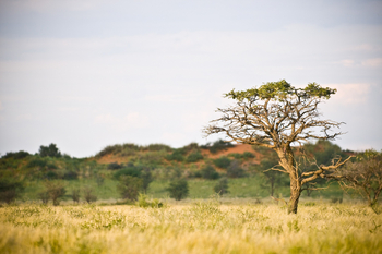 Kalahari Red Dunes Lodge: Grasland mit Baum