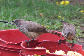 Katara Lodge: Arrow -marked Babbler