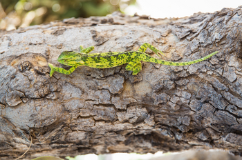 Khwai Guesthouse: Chamäleon
