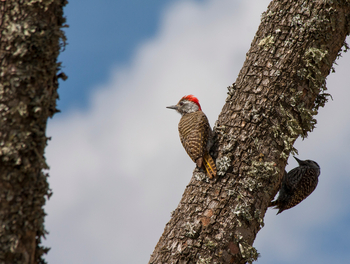 Kwandwe Private Game Reserve: Spechte