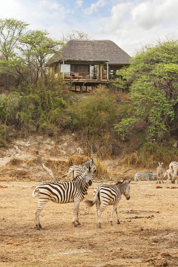 Leroo La Tau Lodge: Zebras vor Chalet