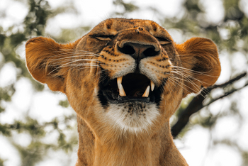 Little Chem Chem: Gefletschte Zähne