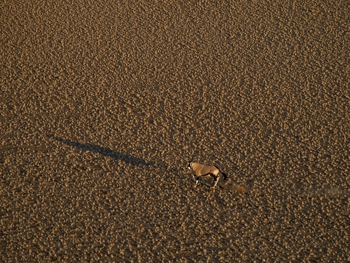 Little Kulala: Einsamer Springbock