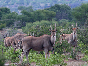 Tuli Safari Lodge Mashatu: Eland-Antilopen