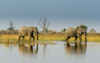 Moremi Game Reserve: Elefanten im Wasser