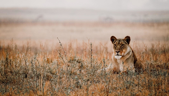 Mukambi Busanga Plains Camp: Löwin