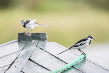 Mvuu Lodge: Bachstelzen