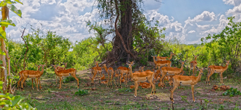Nambwa Tented Lodge: Impalas