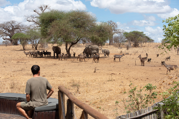 Nimali Tarangire Camp: Tiere am Wasserloch vor dem Camp