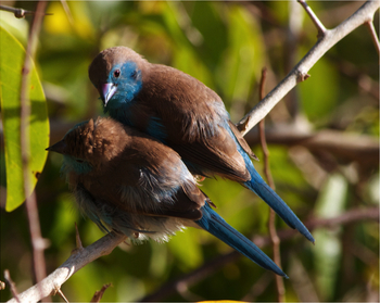 Nuarro Lodge: Blue Waxbills
