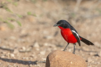 Okonjima Plains Camp: Crimson-breasted Shrike