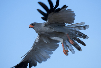 Okonjima Plains Camp: Pale Chanting Goshawk