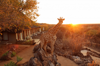 Okutala Lodge: Giraffe vor der Lodge