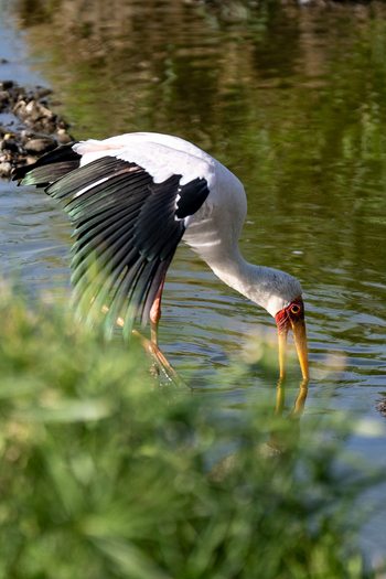 Olare Mara Kempinski: Nimmersatt am Fluss
