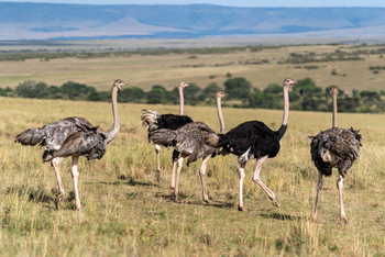 Olare Mara Kempinski: Straußenherde