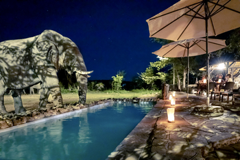 Ongava Tented Camp: Elefant am Pool