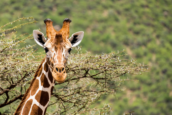 Saruni Samburu: Giraffenkopf