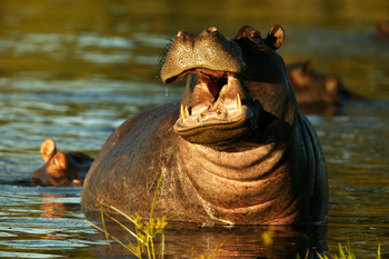 Selinda Explorers Camp Selinda Explorers Camp: Nilpferd