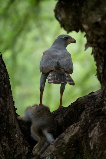 Serian Serengeti Lamai: Dark Chanting Goshawk