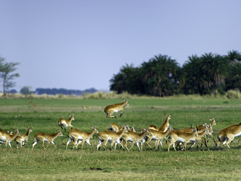 Shumba Camp Shumba Camp: Rote Moorantilopen